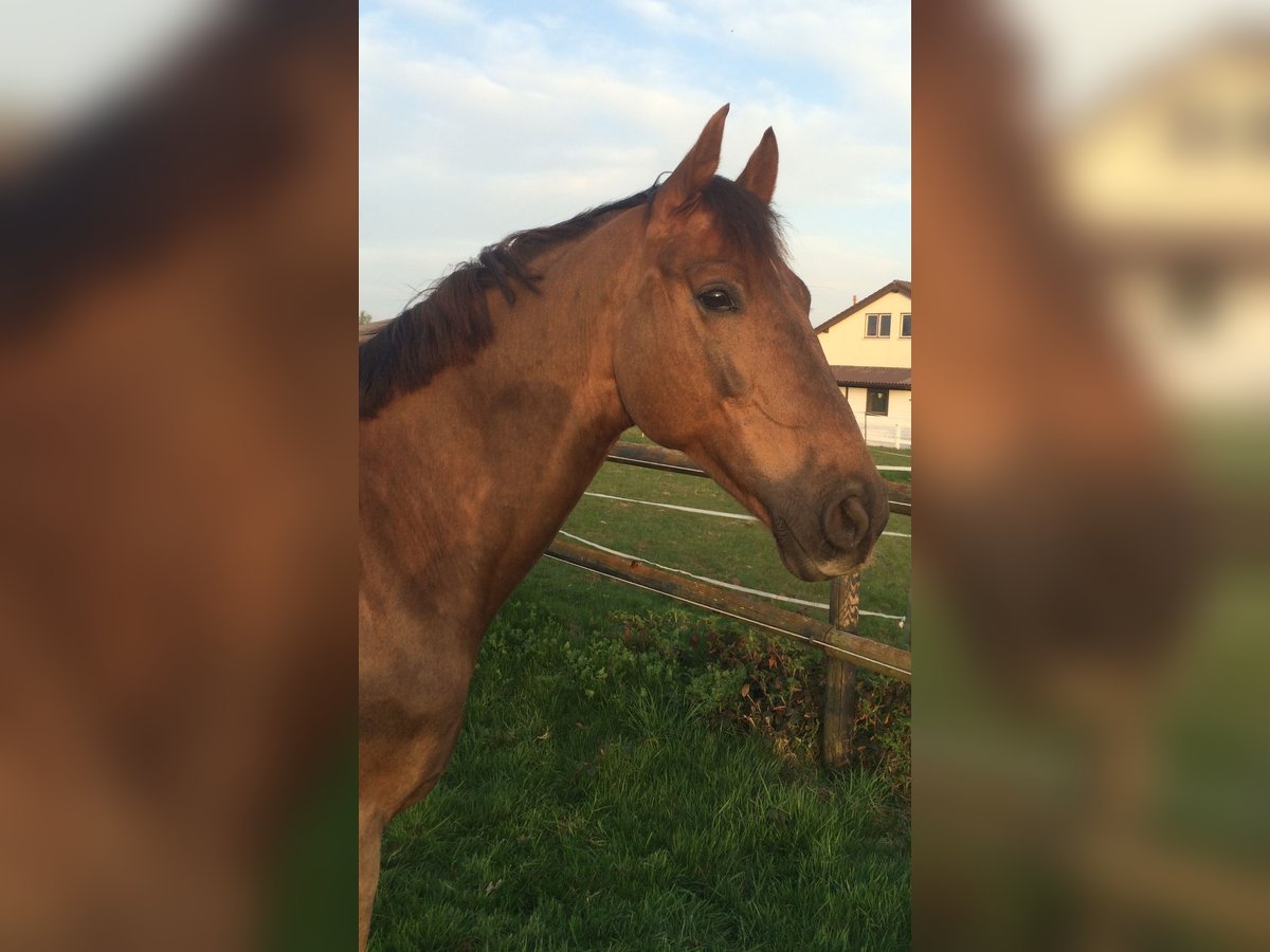 Zangersheider Gelding 13 years 16,2 hh Chestnut in Karlsbad