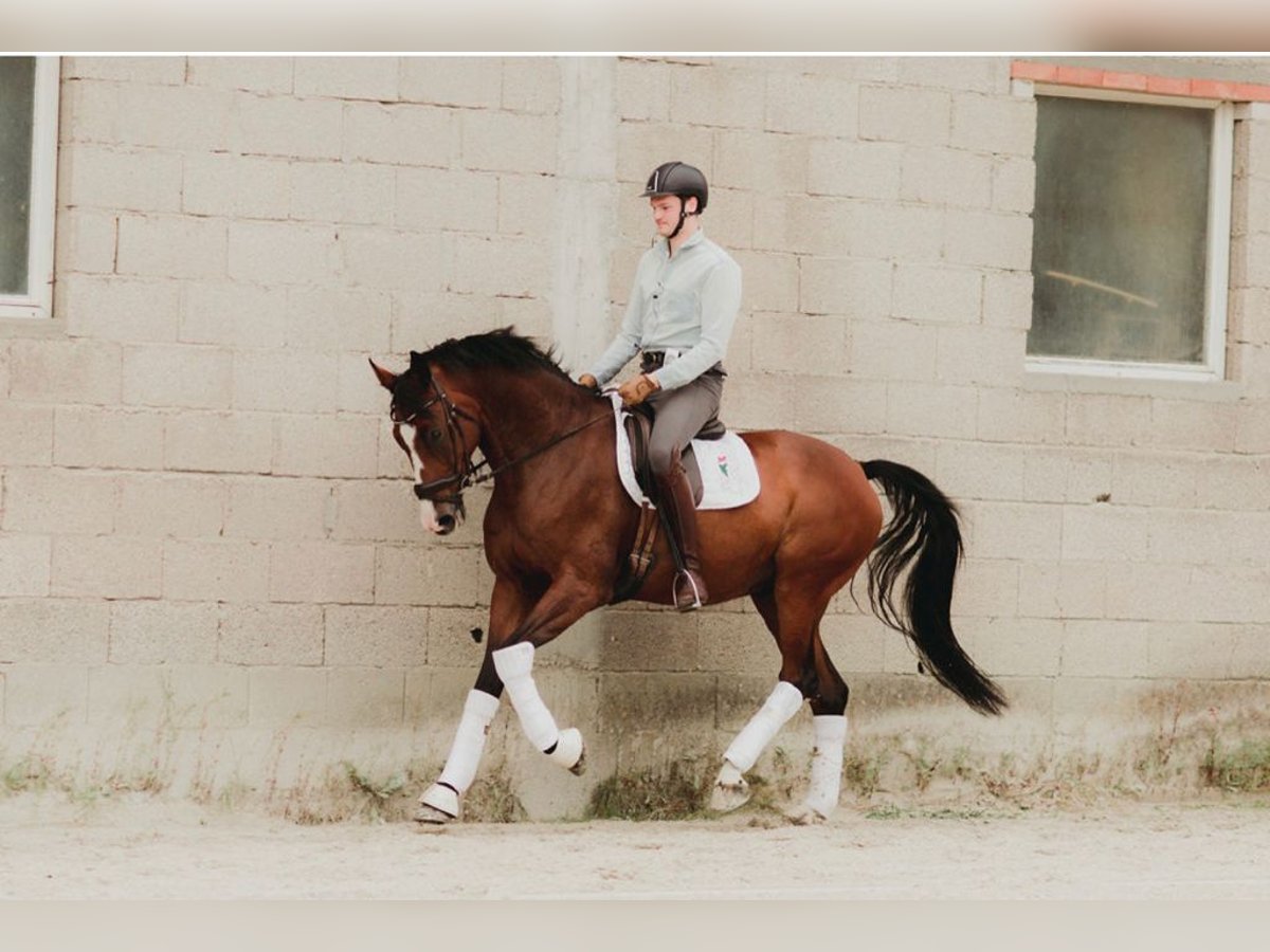 Zangersheider Gelding 13 years 17 hh Brown in Dettighofen