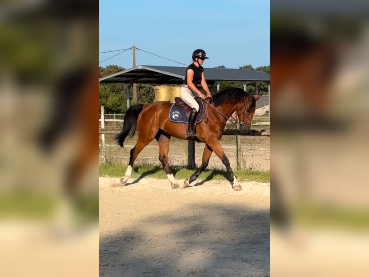 Zangersheider Gelding 14 years 16,1 hh Smoky-Black in Marmande