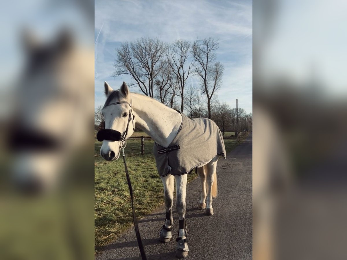 Zangersheider Gelding 15 years 17 hh Grey-Dapple in Rodgau