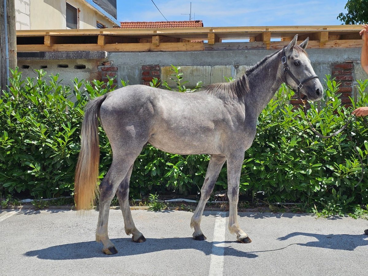 Zangersheider Gelding 2 years 15,1 hh Gray in Lommerange