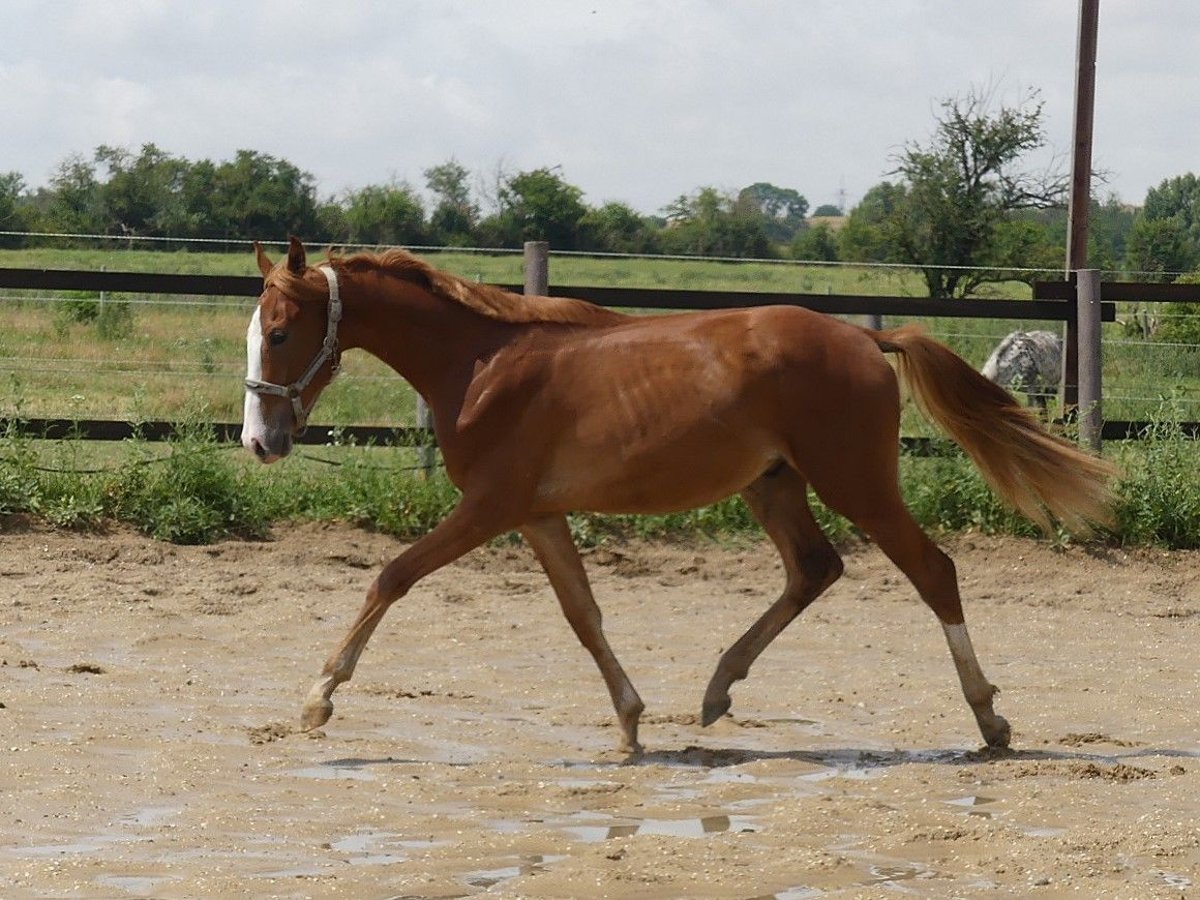 Zangersheider Gelding 2 years 16,1 hh Chestnut-Red in M&#xFC;cheln (Geiseltal)