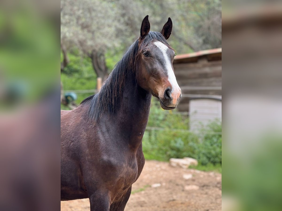 Zangersheider Gelding 3 years 15,2 hh Brown in Auxerre