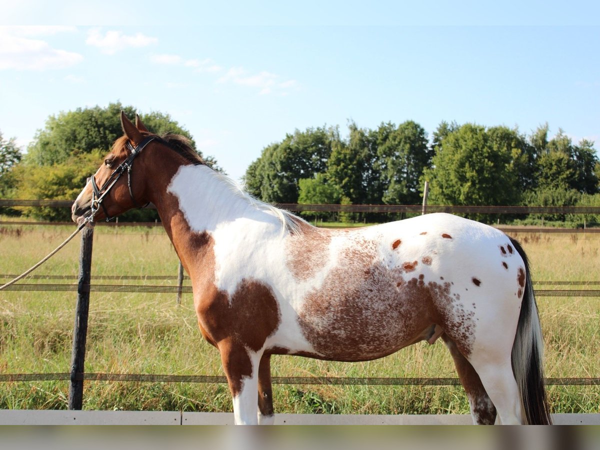 Zangersheider Mix Gelding 3 years 15,1 hh Pinto in Oudenbosch