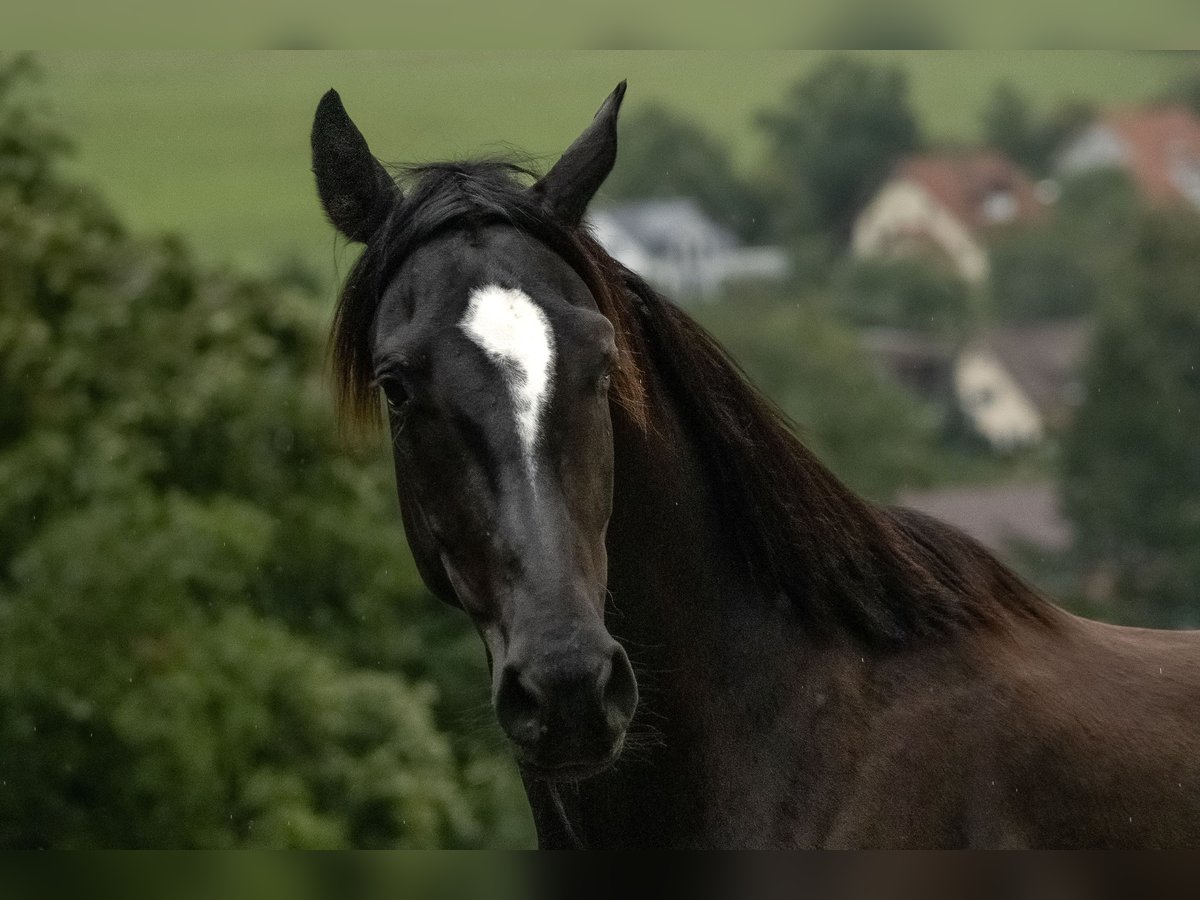 Zangersheider Gelding 3 years 15,3 hh Black in Tann