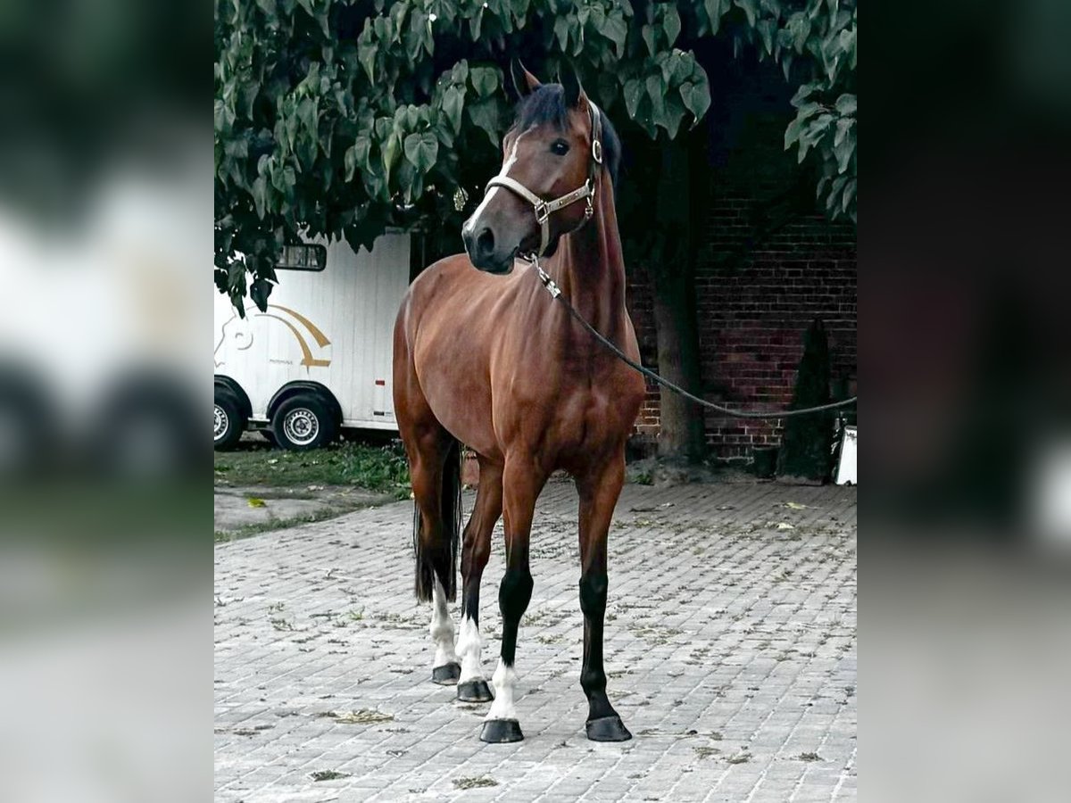 Zangersheider Gelding 3 years 16,2 hh Brown in Jakubowo