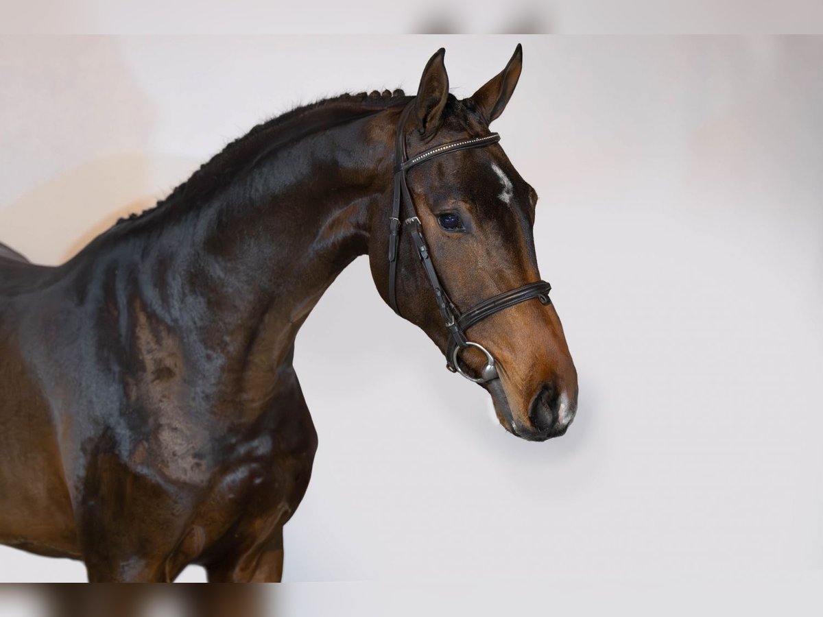 Zangersheider Gelding 3 years 16 hh Bay-Dark in Heerde