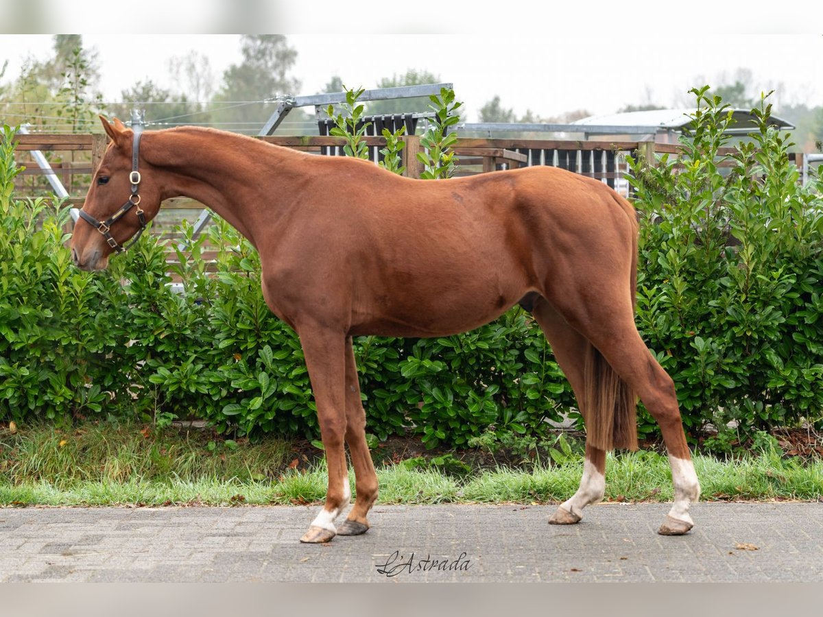 Zangersheider Gelding 3 years 16 hh Chestnut-Red in Bladel