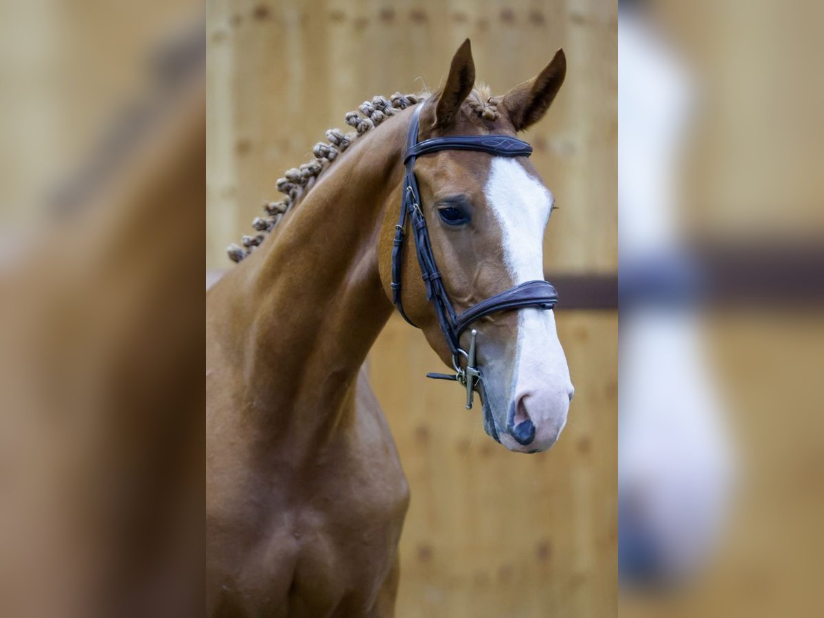 Zangersheider Gelding 3 years 16 hh Chestnut-Red in Kinrooi