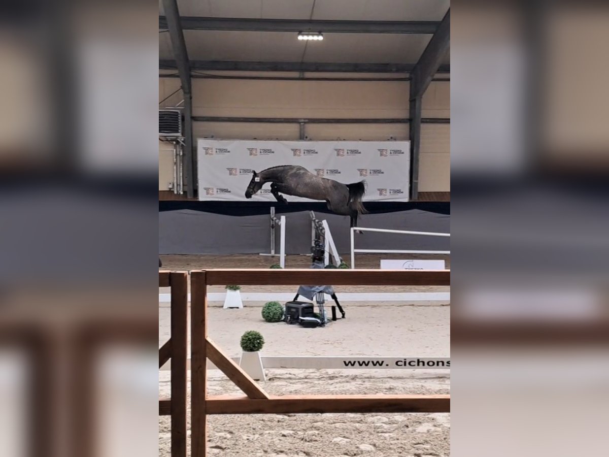 Zangersheider Gelding 3 years 16 hh Grey in Strzy&#x17C;ewice