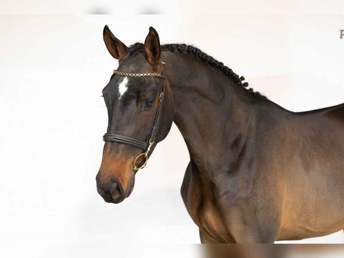 Zangersheider Gelding 3 years 16,1 hh Bay-Dark in Heerde