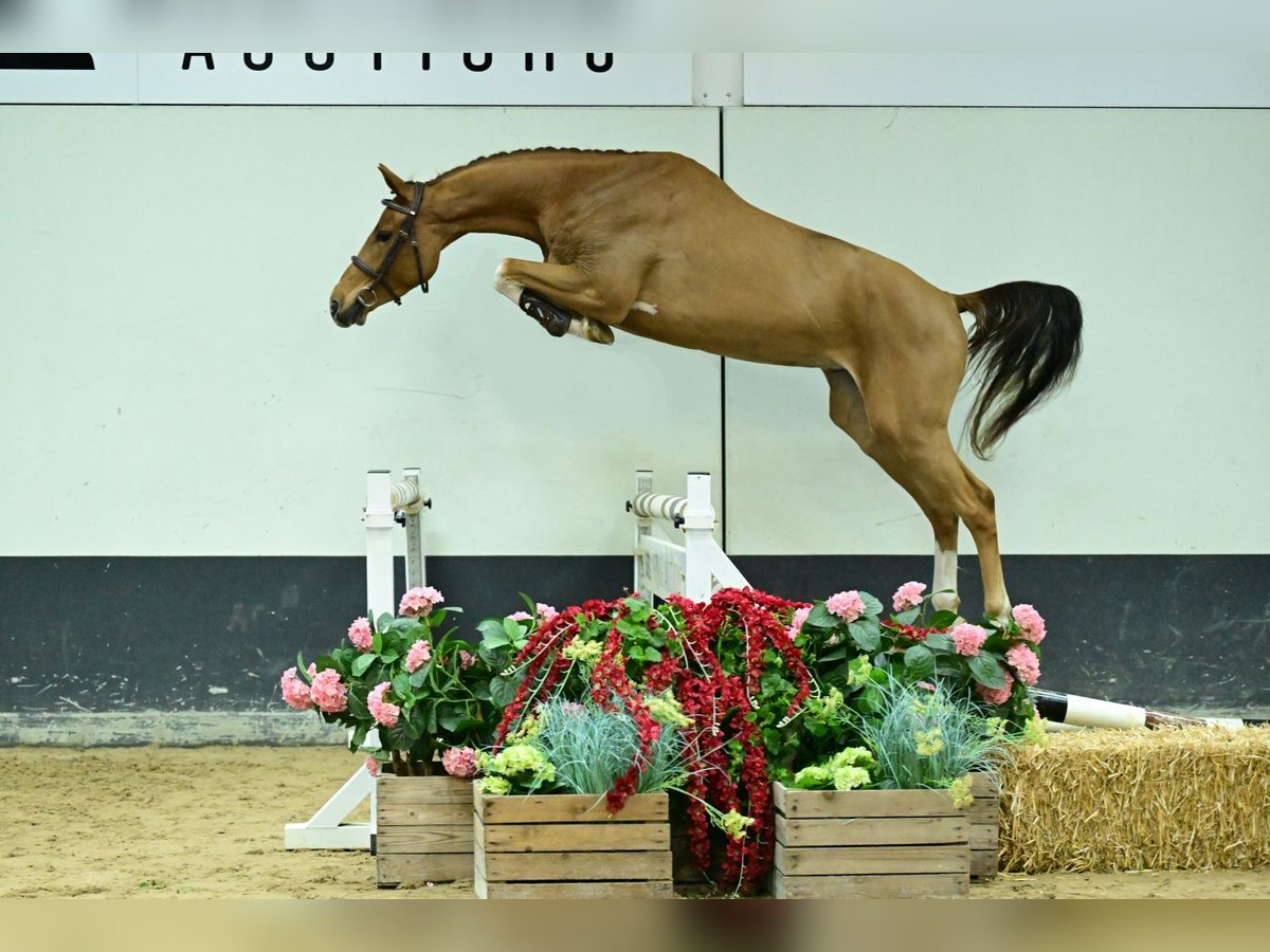 Zangersheider Gelding 3 years 16,2 hh Chestnut-Red in Bladel