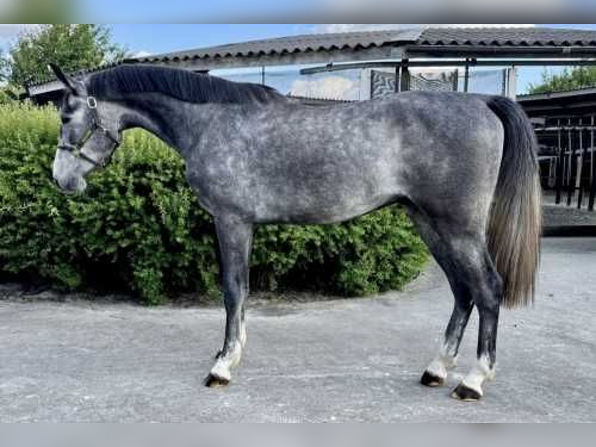 Zangersheider Gelding 3 years 16,2 hh Gray in Bladel
