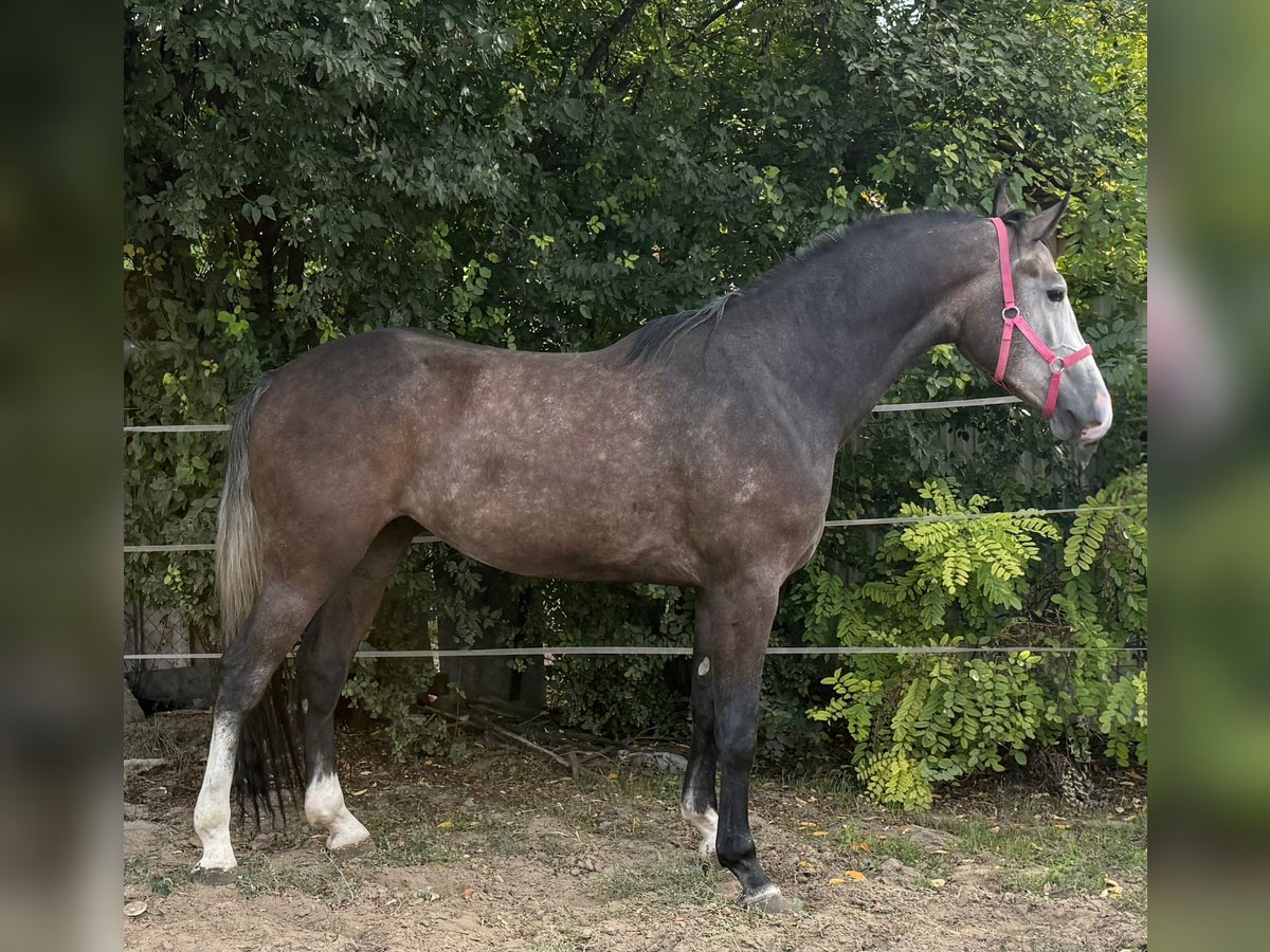 Zangersheider Gelding 3 years 16,2 hh Grey in Bekes