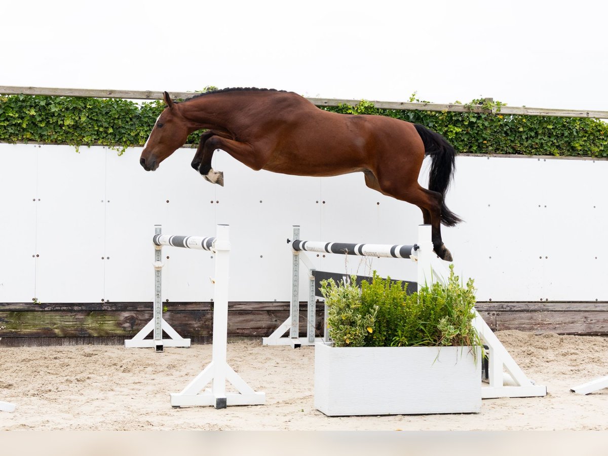 Zangersheider Gelding 3 years 17 hh Brown in Waddinxveen