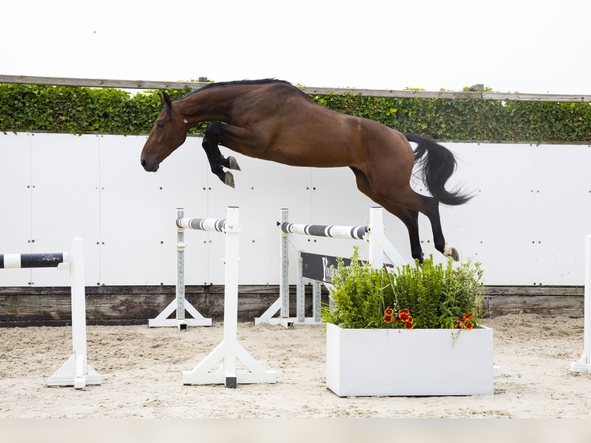 Zangersheider Gelding 3 years 17 hh Brown in Waddinxveen