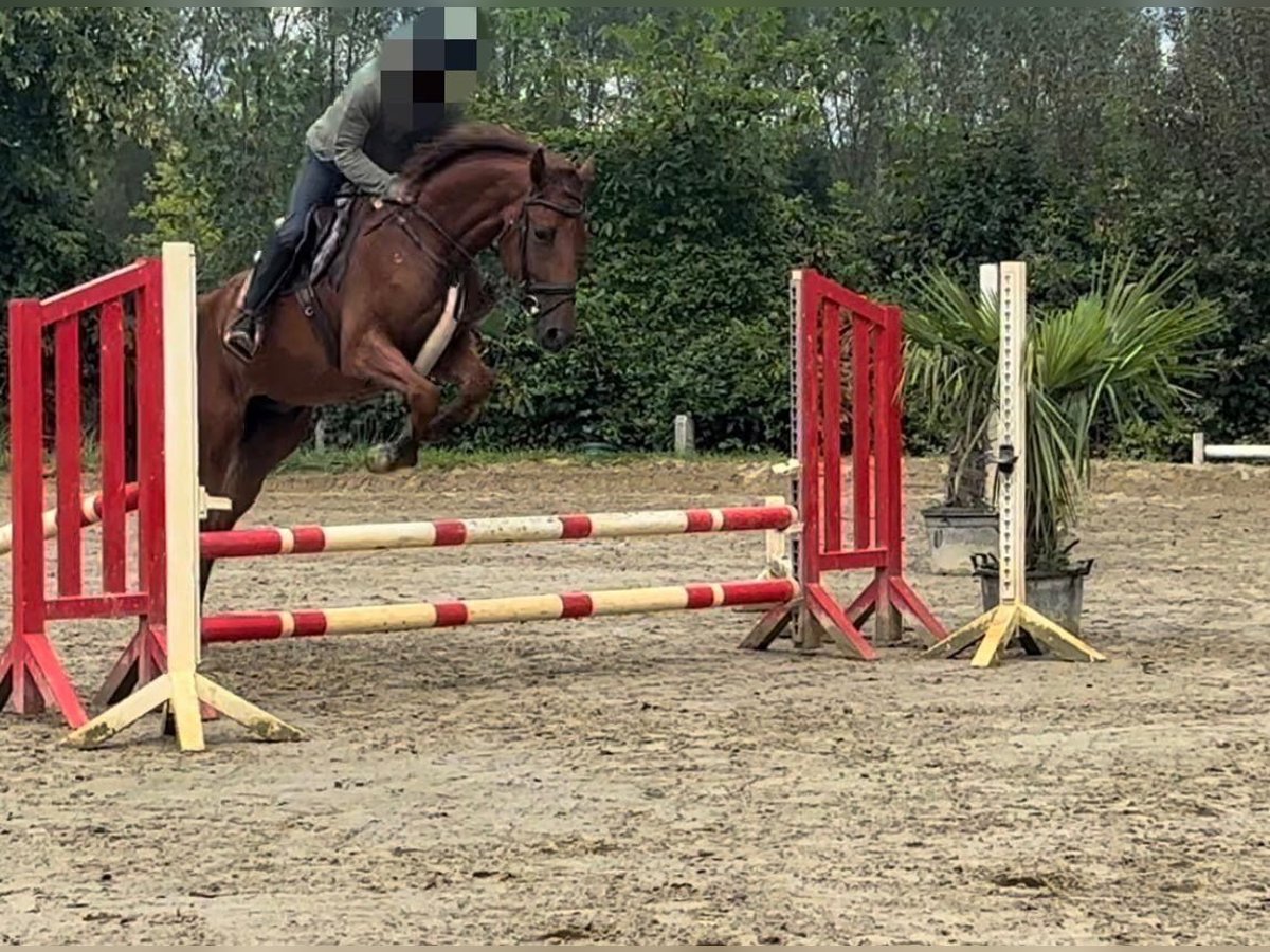 Zangersheider Gelding 3 years 17 hh Chestnut-Red in NettetalNettetal