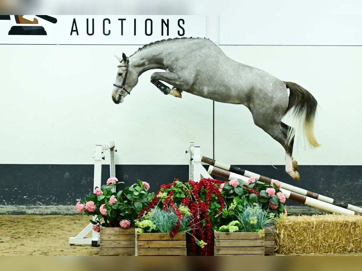 Zangersheider Gelding 3 years 17,1 hh Grey in Bladel