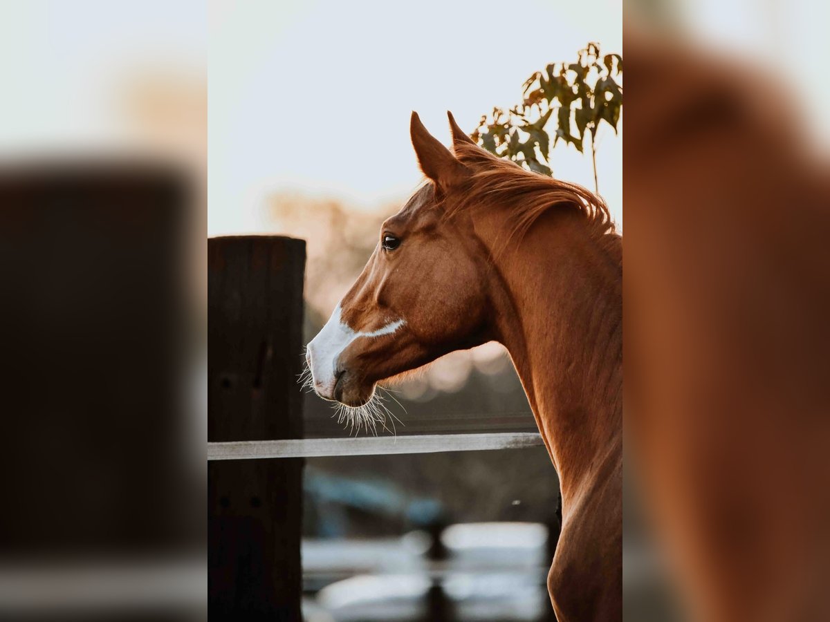 Zangersheider Gelding 3 years Chestnut-Red in Zagreb