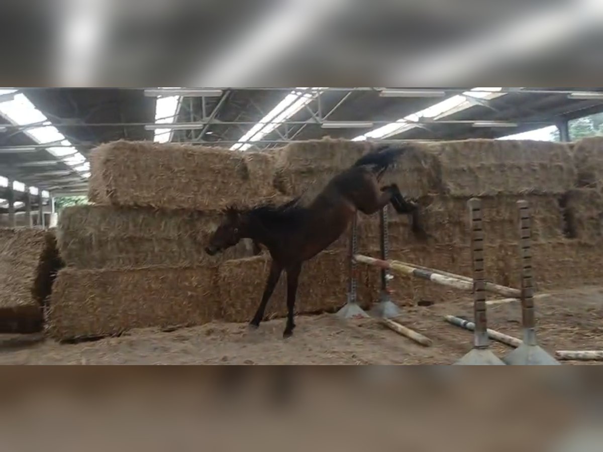 Zangersheider Gelding 4 years 15,2 hh in Oudsbergen