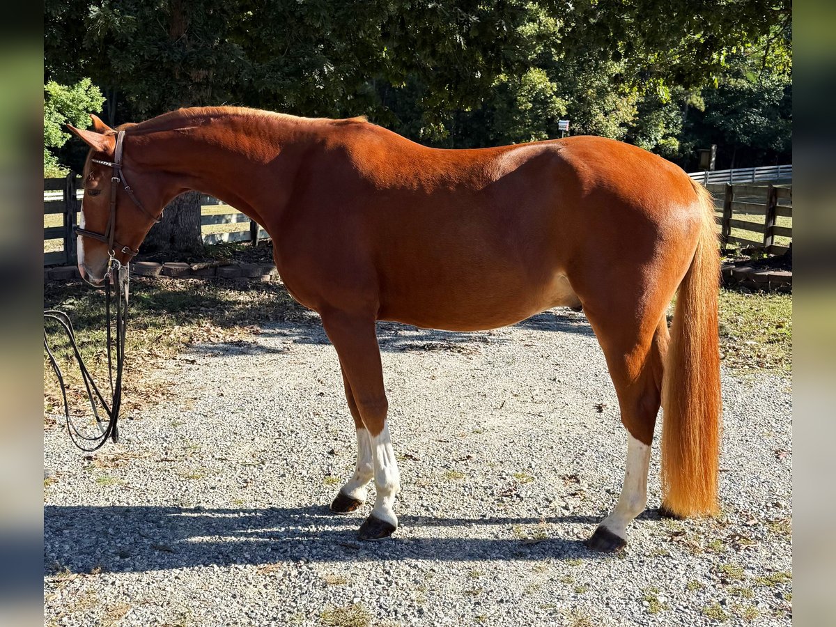 Zangersheider Gelding 4 years 15,3 hh Chestnut in Chesterfield, VA