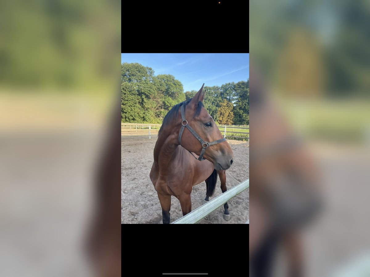 Zangersheider Gelding 4 years 16,1 hh Brown in Brechen