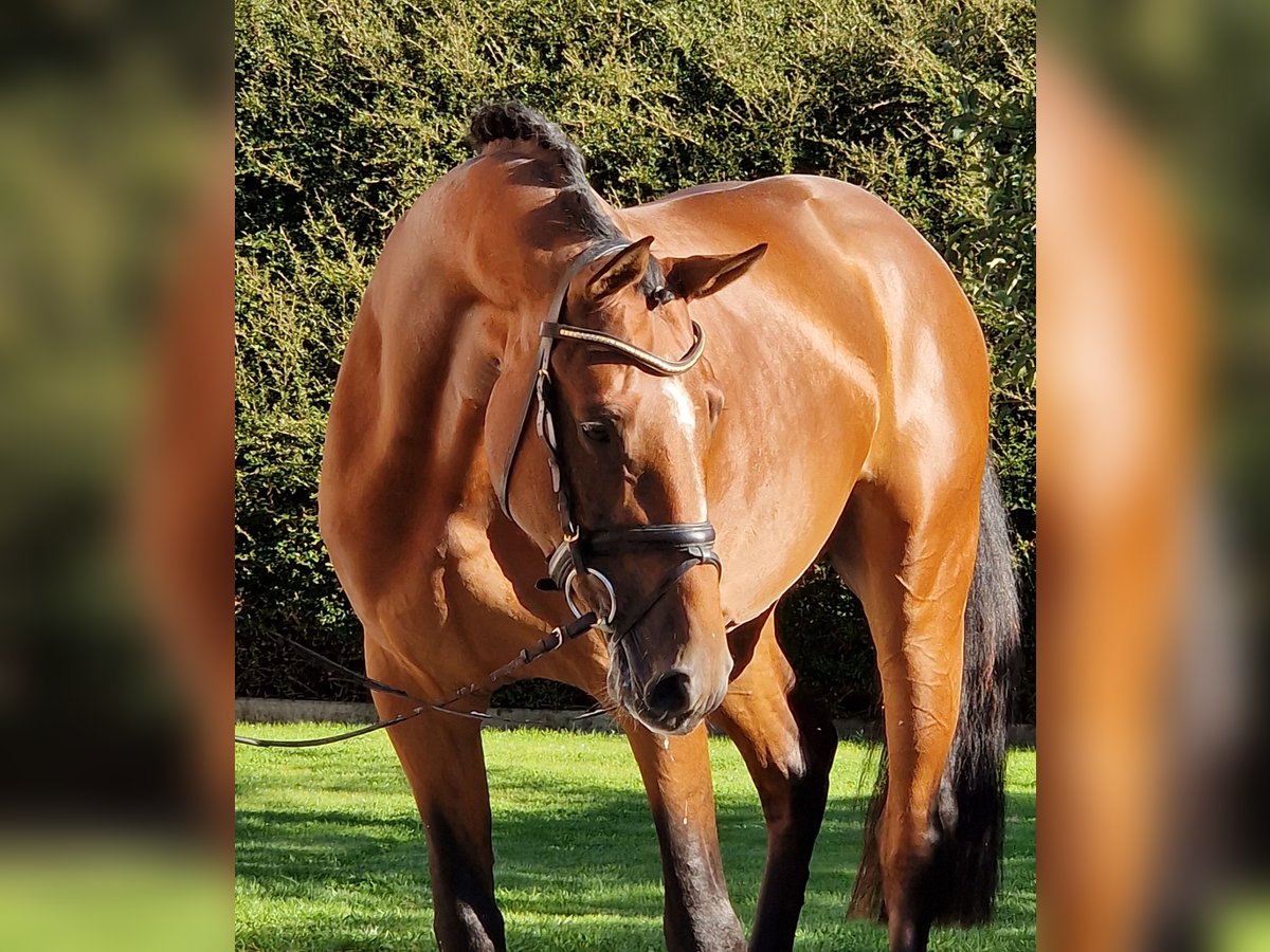 Zangersheider Gelding 4 years 16,1 hh Brown in Ostercappeln