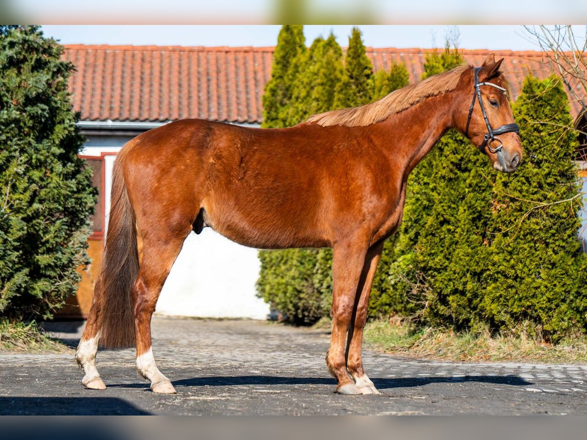 Zangersheider Gelding 4 years 16,1 hh Chestnut-Red in Ko&#x142;obrzeg