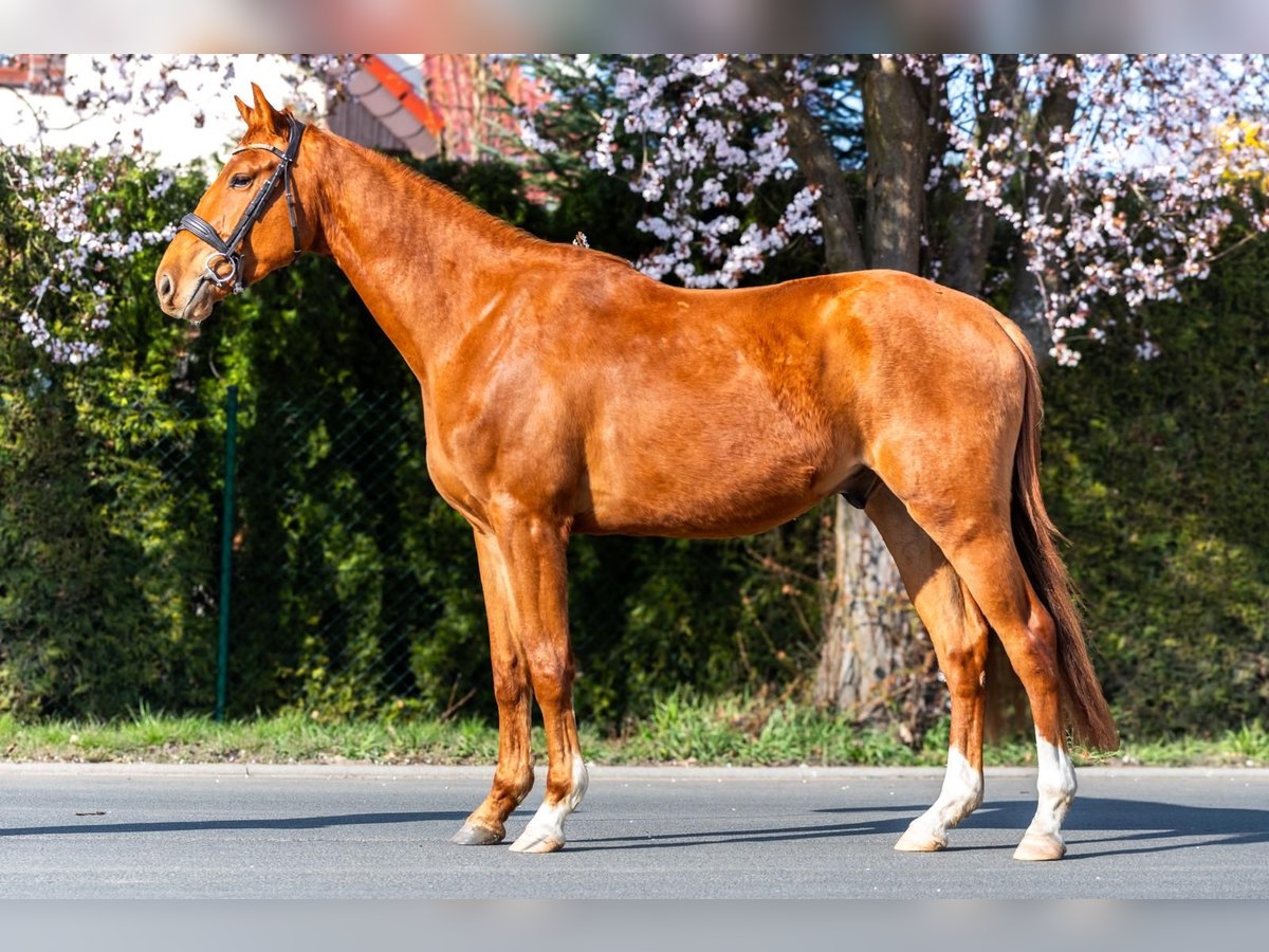 Zangersheider Gelding 4 years 16,1 hh Chestnut-Red in Ko&#x142;obrzeg