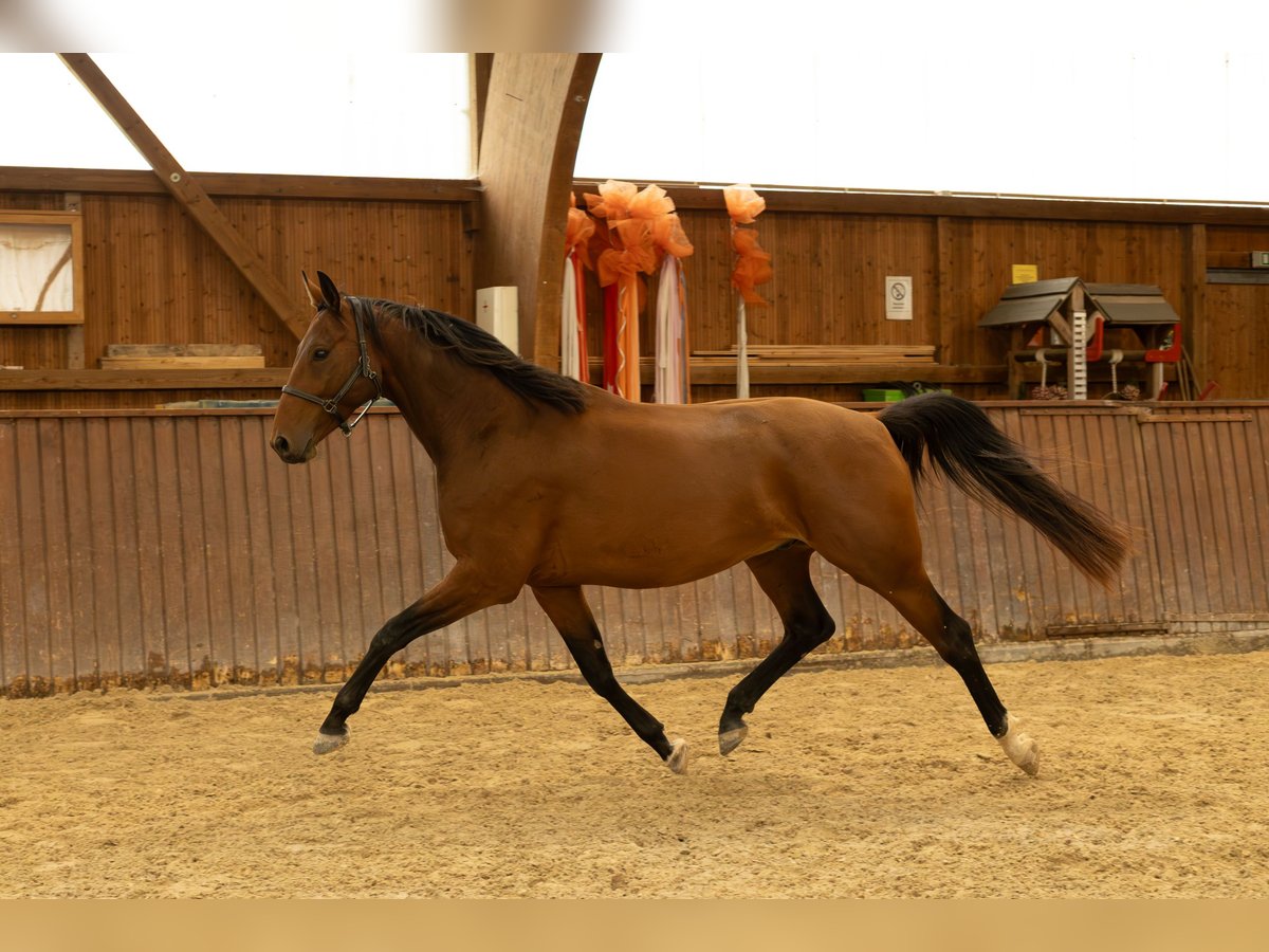 Zangersheider Gelding 4 years 16,2 hh Brown in Tann