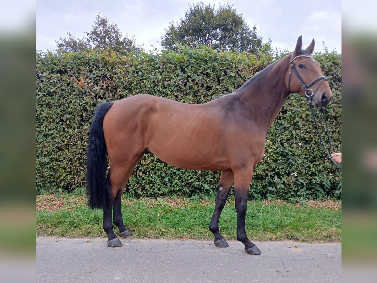 Zangersheider Gelding 4 years 16,2 hh Brown in Remagen