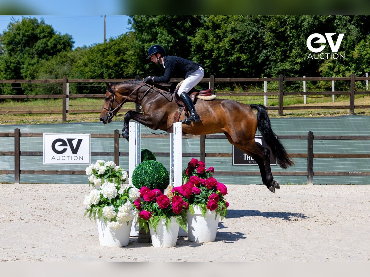 Zangersheider Gelding 4 years 16 hh Bay-Dark in Saint-Pierre-de-Coutances