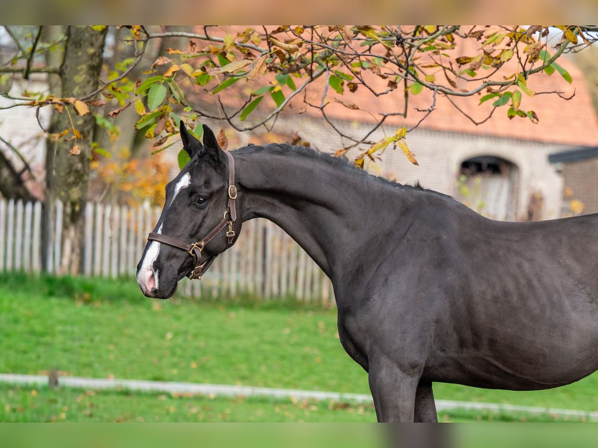 Zangersheider Gelding 4 years 16 hh Black in GROTE-BROGEL