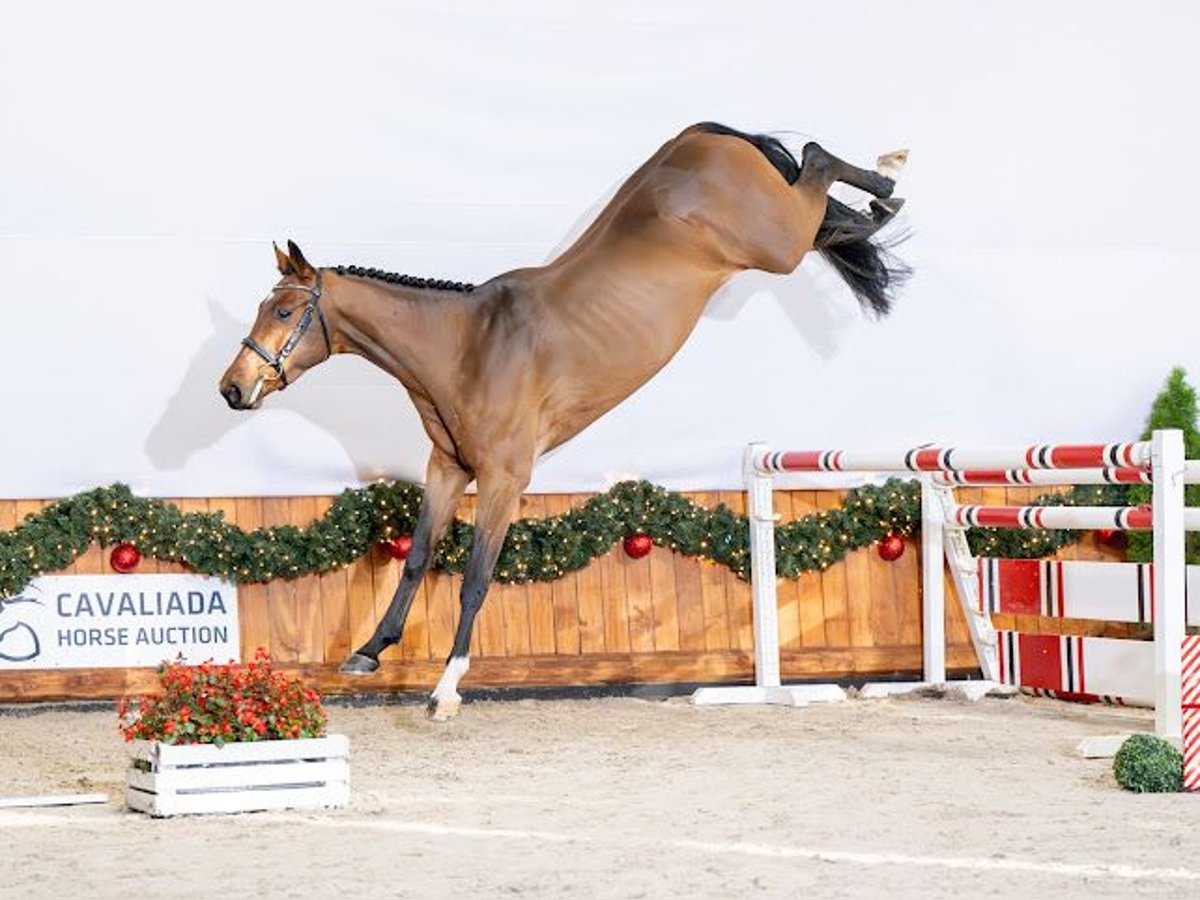 Zangersheider Gelding 4 years 16,1 hh Bay in Chylice-Kolonia