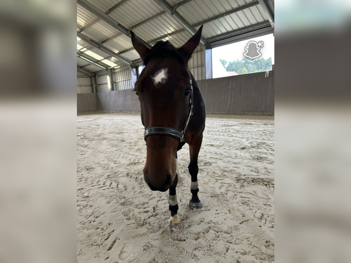 Zangersheider Gelding 4 years 16,1 hh Brown in Chaumes en brie
