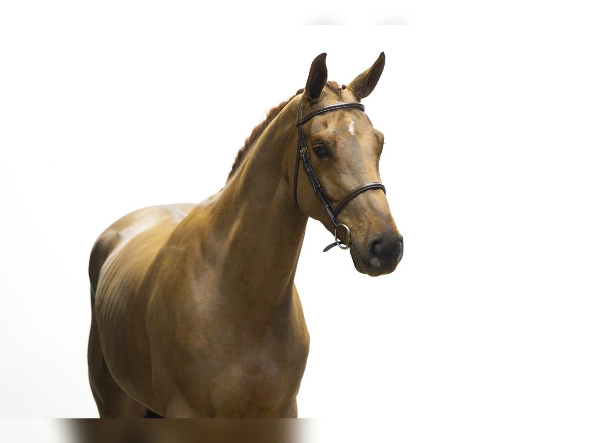Zangersheider Gelding 4 years 16,1 hh Chestnut-Red in Waddinxveen