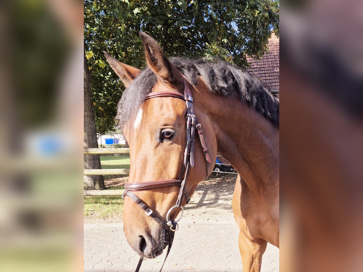 Zangersheider Gelding 4 years 16,2 hh Brown in Hamminkeln