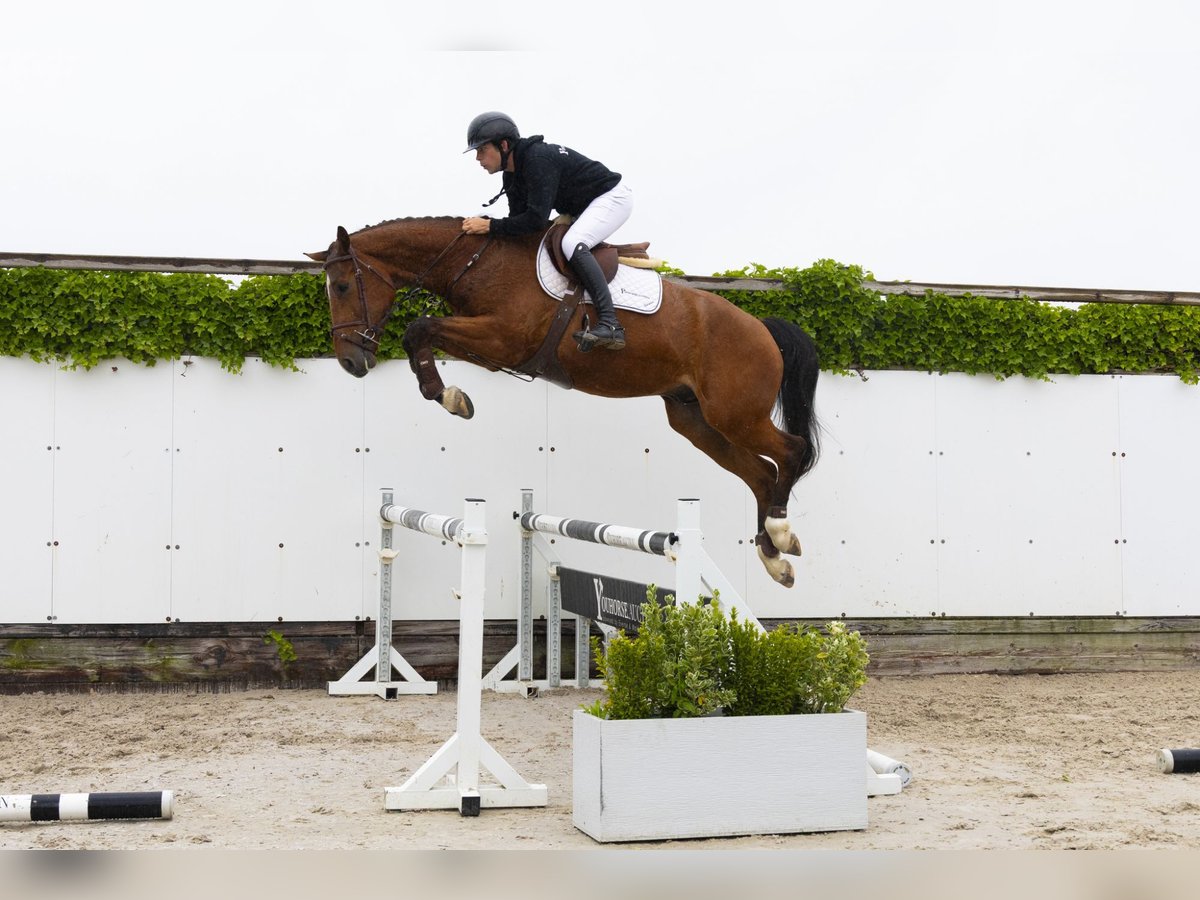 Zangersheider Gelding 4 years 16,2 hh Brown in Waddinxveen