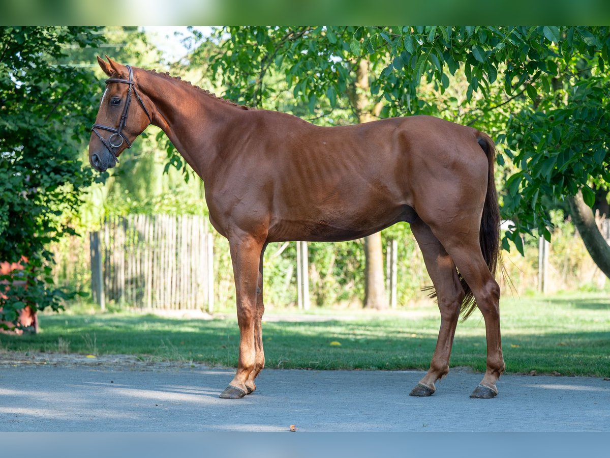 Zangersheider Gelding 4 years 17 hh Chestnut-Red in GROTE-BROGEL