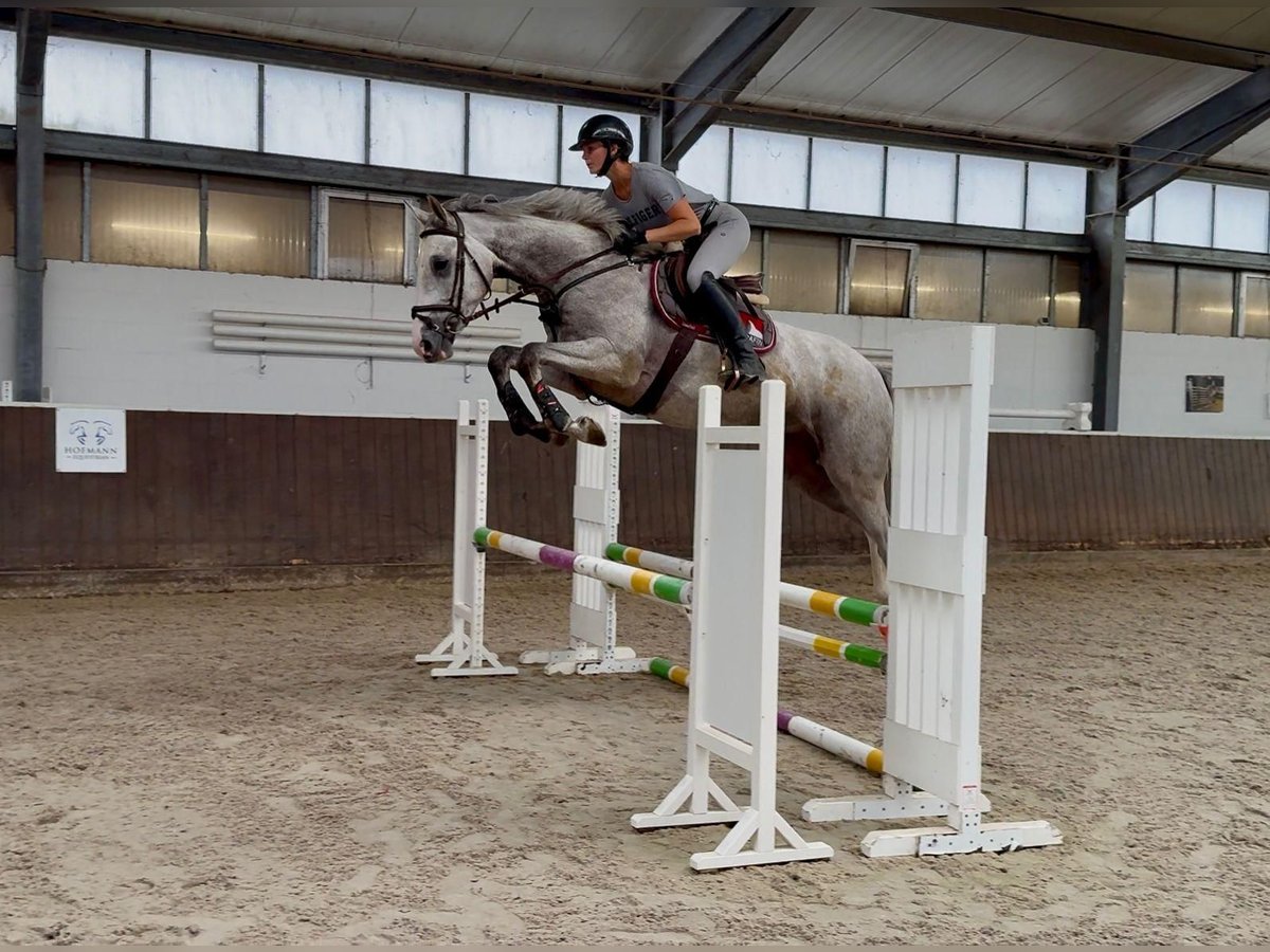 Zangersheider Gelding 4 years 17 hh Grey in Nettetal