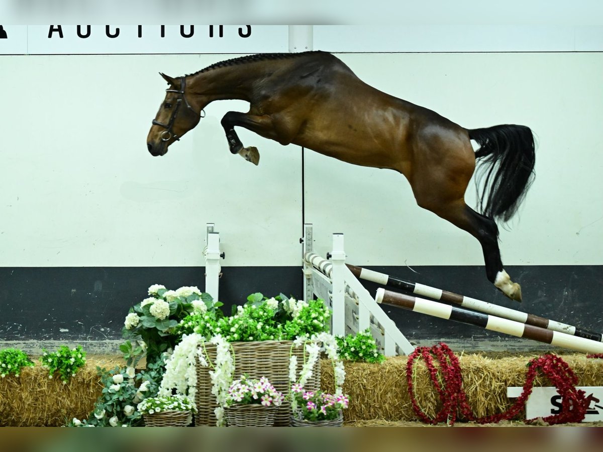 Zangersheider Gelding 4 years 17,2 hh Bay-Dark in Bladel
