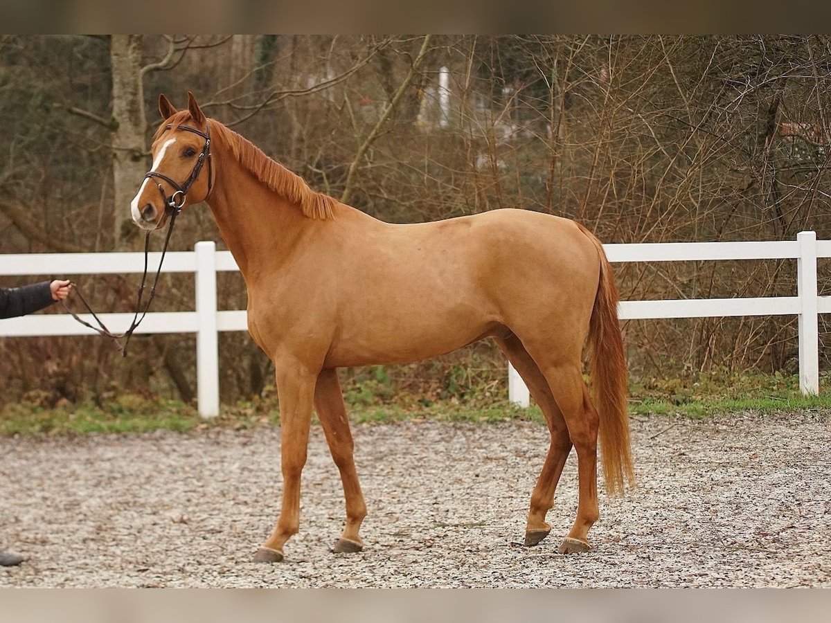 Zangersheider Gelding 4 years Chestnut-Red in St. Josefen