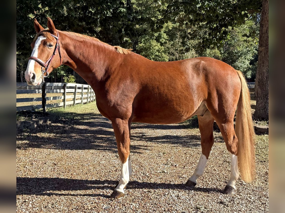 Zangersheider, Gelding in Chesterfield