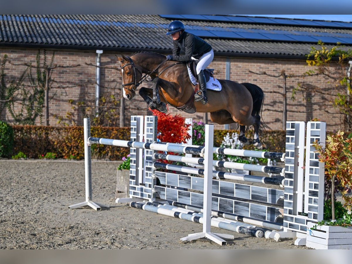 Zangersheider Gelding 5 years 15,2 hh Brown in Bladel