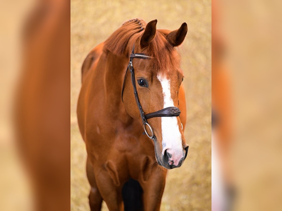 Zangersheider Gelding 5 years 15,2 hh Chestnut in Bladel
