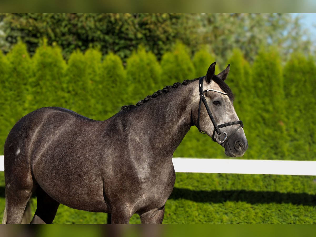 Zangersheider Gelding 5 years 15,2 hh Grey in Schw&#xE4;bisch Hall