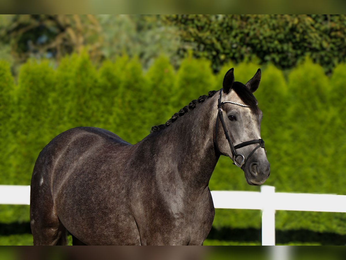 Zangersheider Gelding 5 years 15,2 hh Grey in Schw&#xE4;bisch Hall