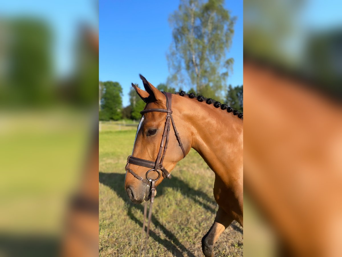 Zangersheider Gelding 5 years 16,1 hh Brown in Aulendorf