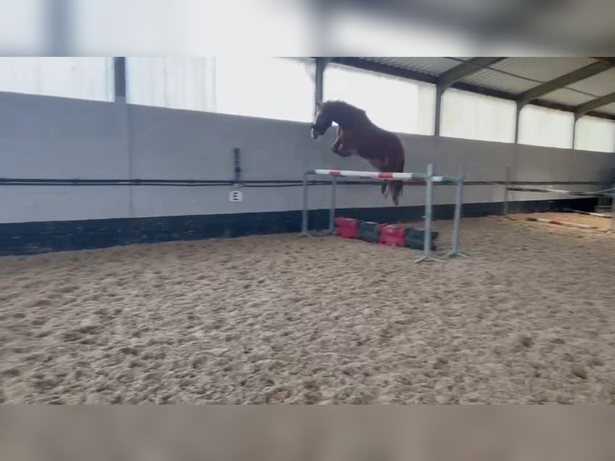 Zangersheider Gelding 5 years 16,1 hh Chestnut-Red in Heusden zolder