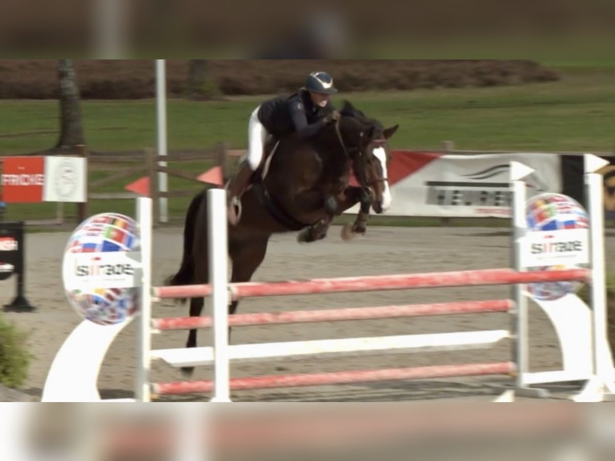 Zangersheider Gelding 5 years 16,2 hh Bay-Dark in Egestorf